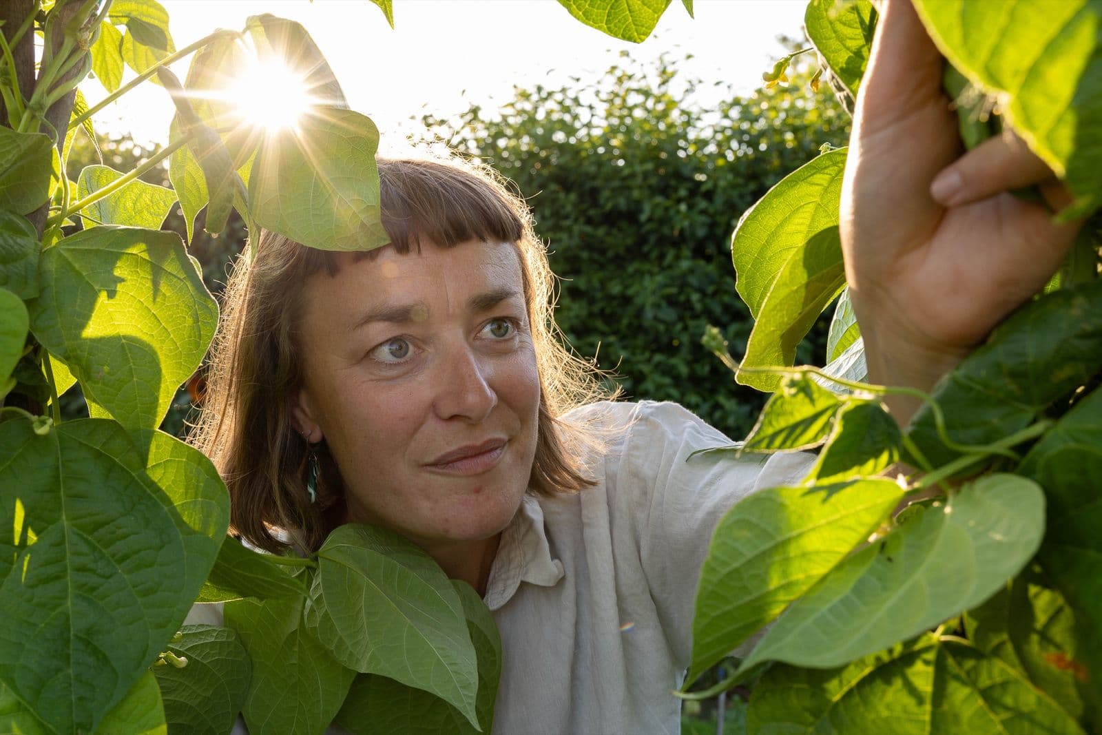 Tuinder tussen de bonenplanten, met de zon die door de bladeren schijnt