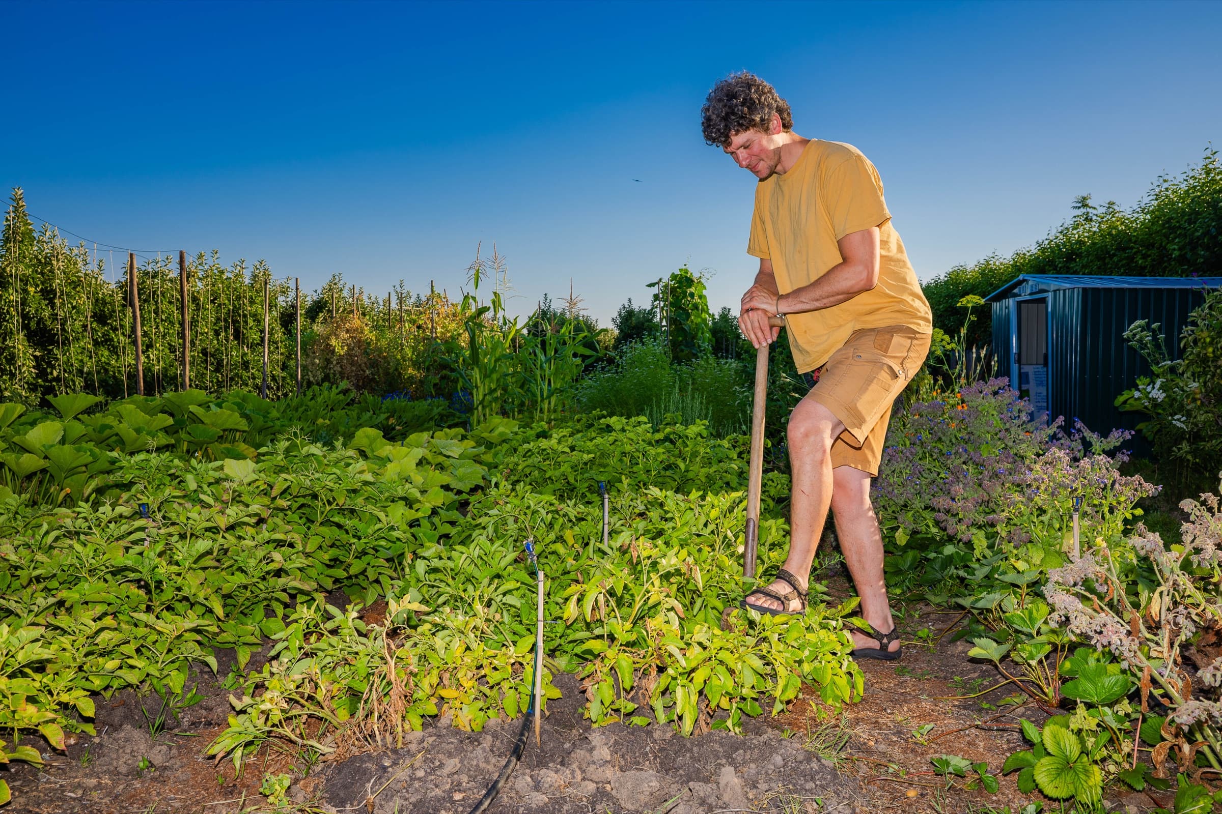 Tuinder schoffelt in het aardappelbed bij laagstaande avondzon