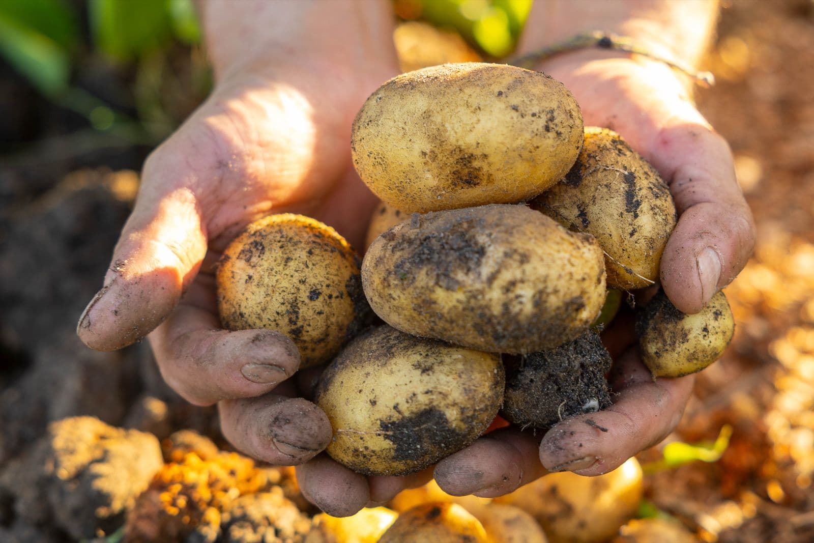 Twee handen houden een kom vol net gerooide aardappels vast