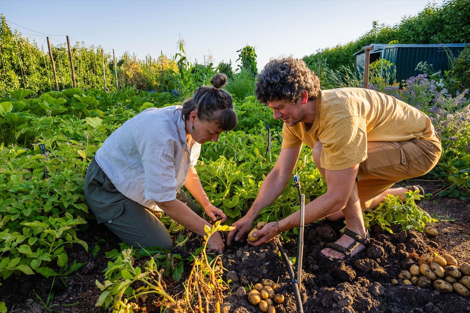 Twee vrijwilligers oogsten samen aardappelen uit de grond