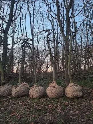 Vijf gerooide appelbomen met hun kluit in jute gewikkeld, op een rij in het bos