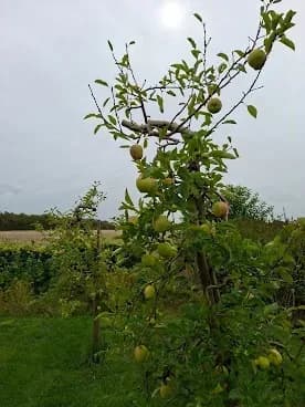 Herplante appelboom vol groene appels in een tuin, met het land erachter