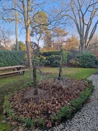 Twee net geplante, kale appelbomen in een border met herfstbladeren