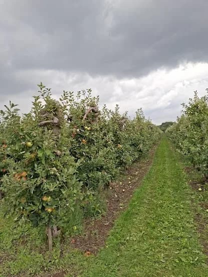 Elstar-bomen met dikke, knoestige stammen die tot bovenin doorlopen
