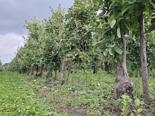 Rij laagstam appelbomen vol rode appels, met kale stammen en een grasgang ertussen